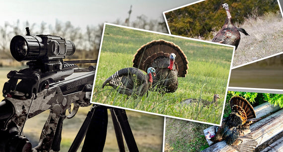 Crossbow Turkey Hunting Guide: Tactics, Shot Placement & Gear